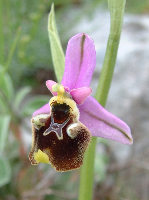 Ophrys fuciflora